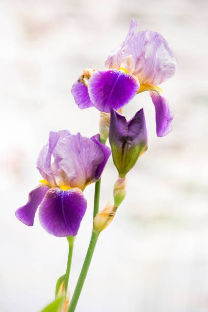 piękna dwukolorowa, fioletowa tęczówka na wiosnę - claudia zdjęcia i obrazy z banku zdjęć