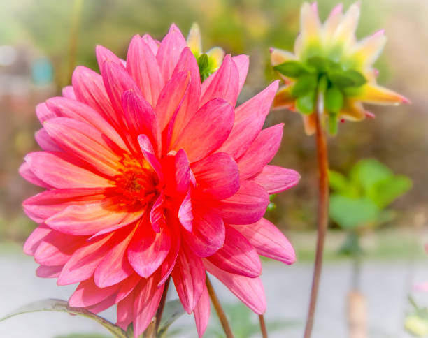 istock Pink Dahlia Flower with Soft Focus on Smaller Buds 1943145173