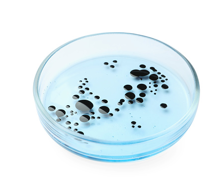 Petri dish with bacteria on white background