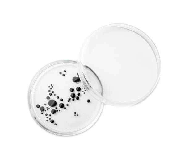 istock Petri dish with bacteria on white background, top view 1943146747