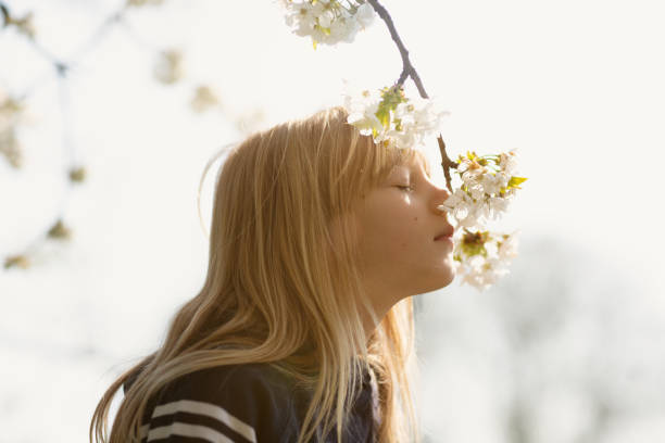 Girl in spring smelling at blossom of cherry tree stock photo