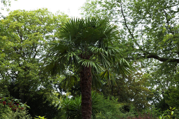 istock Beautiful palm and green trees in park 1943187606