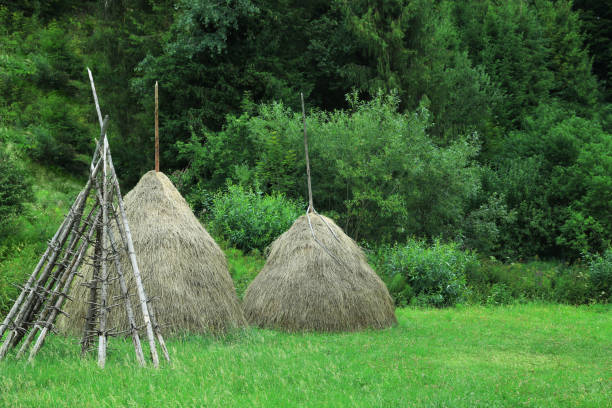 Haystacks in Vidzeme, Latvia