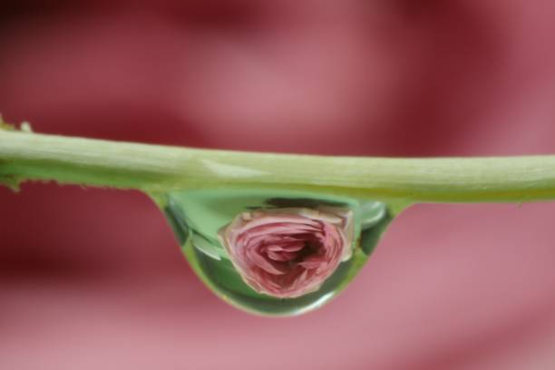 Detailed close up of a beautiful pink rose covered in morning dew
