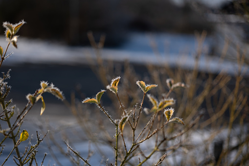 the green leaves of shrubs are covered in icy frost