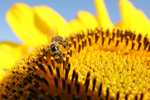 Honeybee collecting nectar from sunflower against light blue sky, closeup