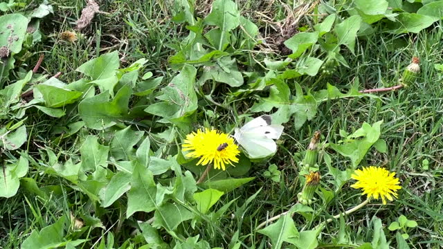 Single white butterfly on flower