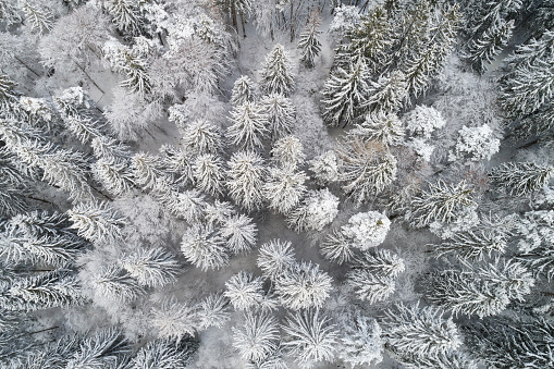 Winter forest in Swiss Alps with trees covered with snow, viewed from directly above.