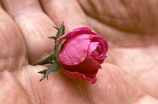 A close up of a rose in a hand.