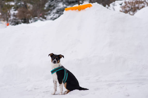 Dog on walk in winter. White pet hair. Snow and dog. Walking animal. Active pet.