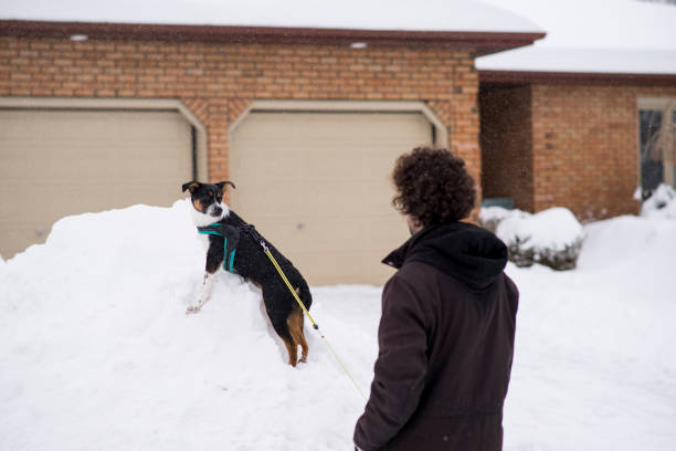 istock Puppy Climbing the Snow 1943207935