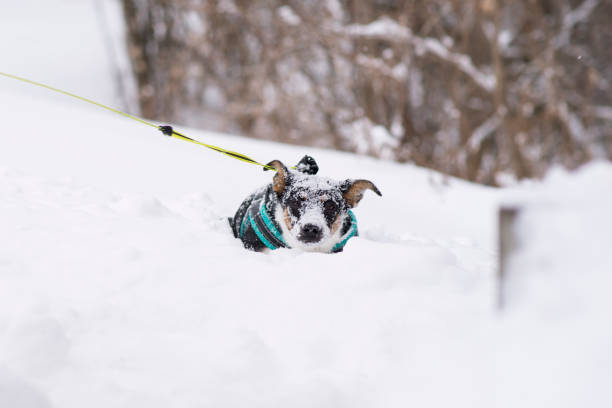 Dog is running through the snow in a field. The sky is blue and the snow is white