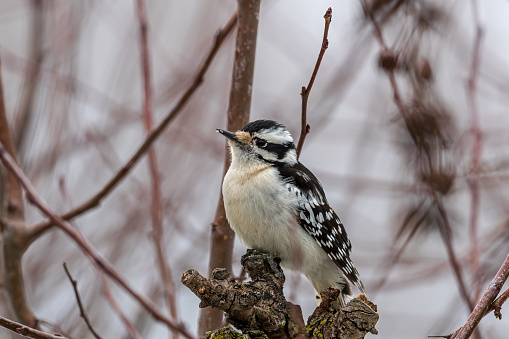 Downy woodpecker on a cloudy cold winter day. They primarily live in forested areas throughout the United States and Canada.