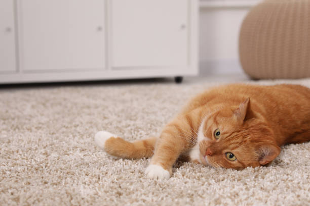 istock Cute ginger cat lying on carpet at home, space for text 1943218352