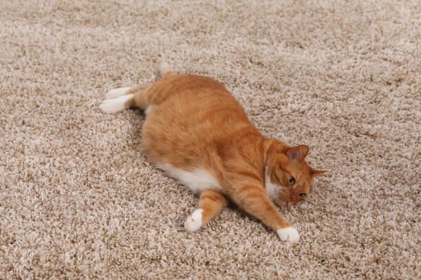istock Cute ginger cat lying on soft carpet 1943218860