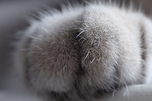 Cat, macro photo of paw. Fluffy pet