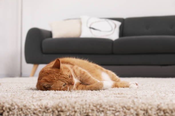 istock Cute ginger cat lying on carpet at home 1943220959
