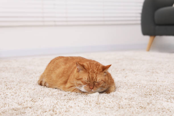 istock Cute ginger cat lying on carpet at home 1943221474