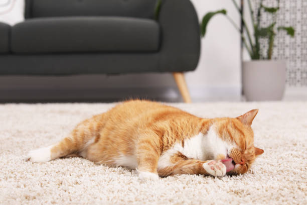 istock Cute ginger cat licking paw on carpet at home 1943221476