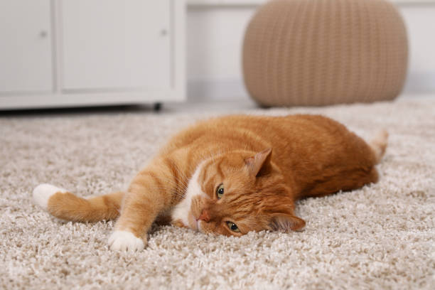 istock Cute ginger cat lying on carpet at home 1943221482