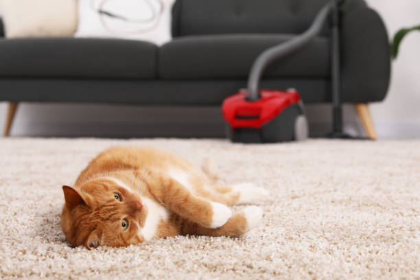 istock Cute ginger cat lying on carpet at home, space for text 1943221483