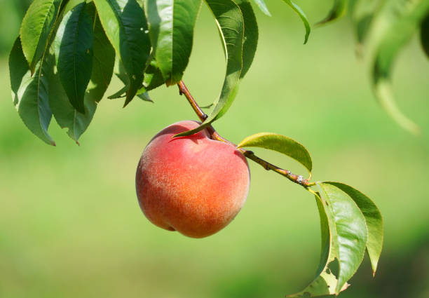 close up on fresh peaches on the branch