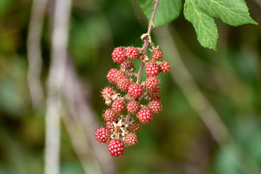 Red blackberries in a bunch, with the background out of focus and a green leaf