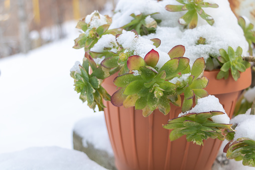 Succulent plant Sedum palmeri under the snow.