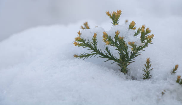 istock A young sequoia tree seedling in the snow outside 1943261594