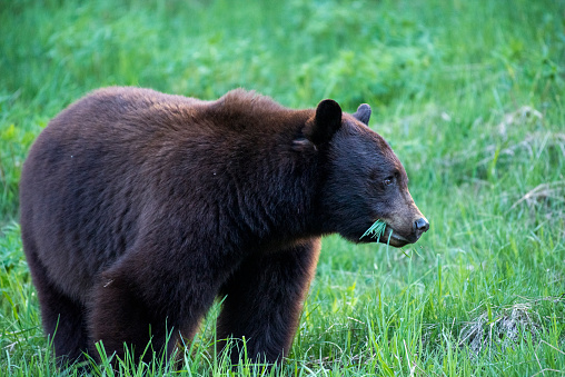 This large female black bear grazes on a hillside near Jackson Lake in Grand Teton National Park.