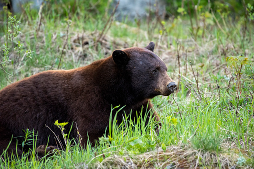 A closeup of a Black Bear.