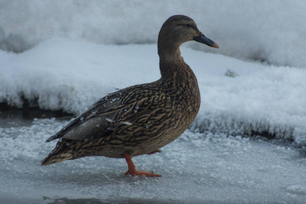 istock Female mallard duck standing on ice 1943268489