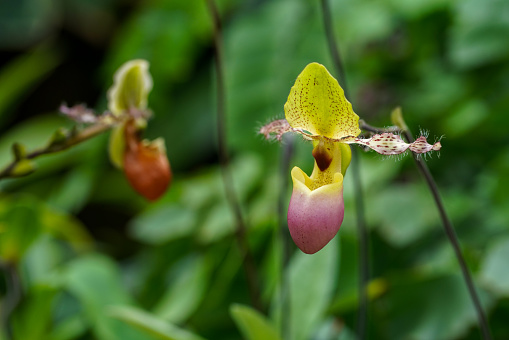 Paphiopedilum liemianum is a species of orchid endemic to northern Sumatra.