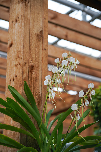 An Angraecum eburneum in the sunlight