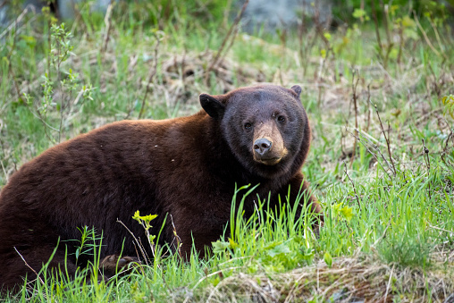 American black bear (Ursus americanus) in lush mountain meadow