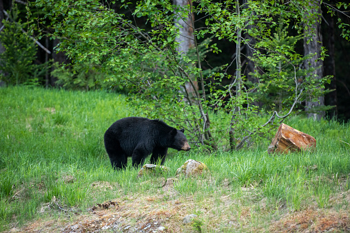 An adult American black bear walking out of the forest and into a meadow