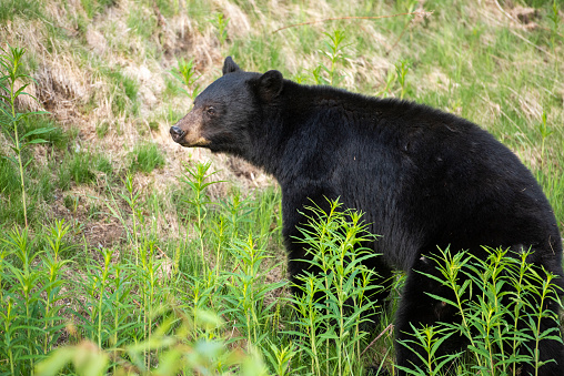 Black Bear in Wild Flower Meadow. 