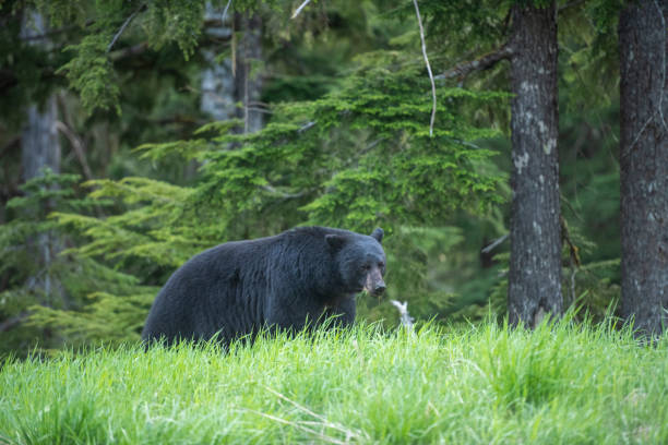 istock Black bear in lush meadow 1943272141