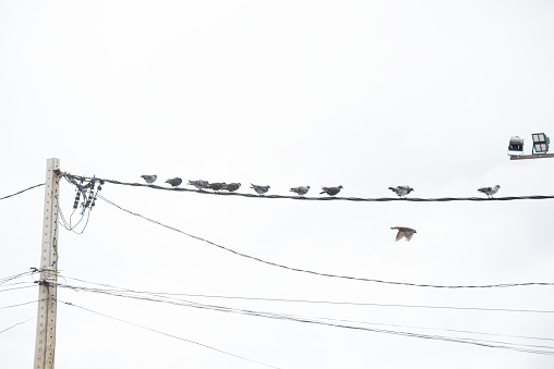 Group of pigeons on top of a power cable against cloudy sky.