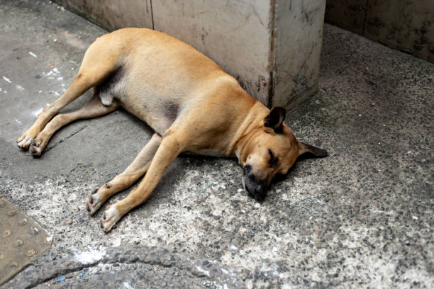 istock A light brown stray dog sleeping peacefully on the floor. 1943279441