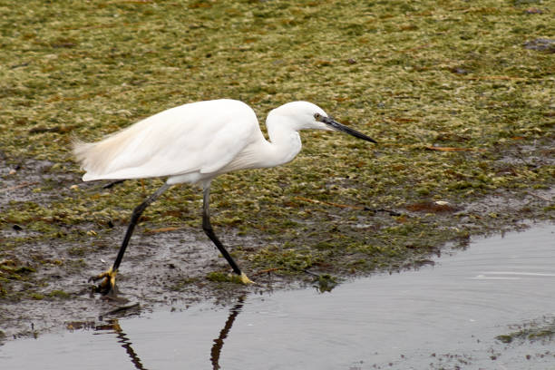 istock The little egret in the Ramallosa marsh 1943281074