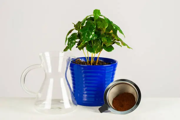 Photo of Coffee Plant, Grounded Coffee and Coffee Dripper