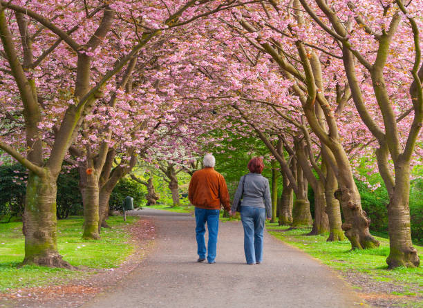 istock Rear view on senior couple walking on footpath under blooming cherry trees in springtime 1943290869