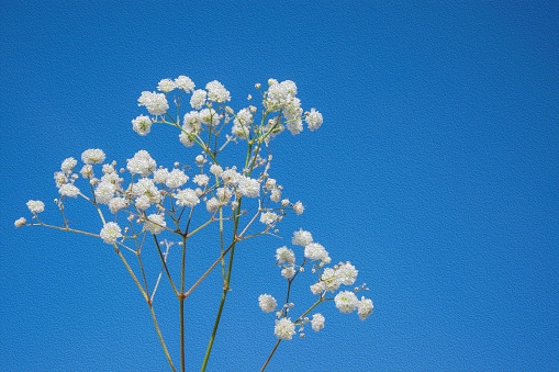 Soba flower