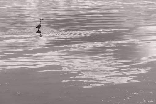A heron stands gracefully in the midst of reflective waters, captured in a monochrome palette that emphasizes the gentle ripples and the bird's elegant silhouette. The simplicity of the scene evokes a tranquil and meditative mood.