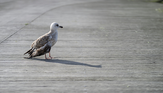 A single seagull ambles along a weathered wooden boardwalk, its mottled plumage blending with the muted tones of the planks. Its shadow accompanies it, a quiet companion in the journey across the sunlit path.