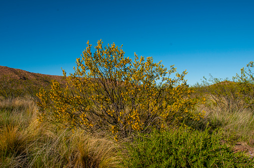 Creosote bush, Lihue Calel National Park, La Pampa, Argentina