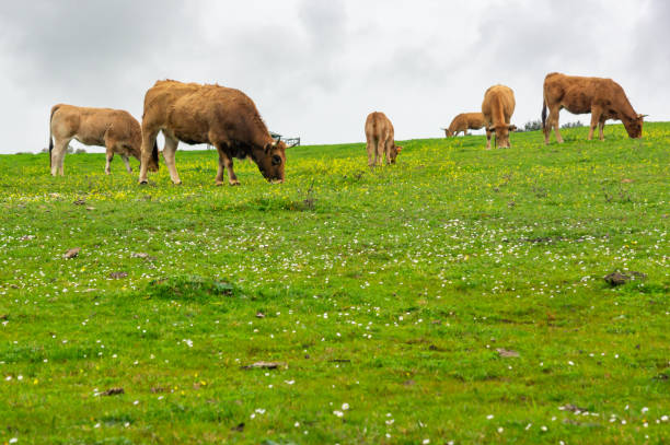 Winter on the Hillside: Herd of reddish cows under gray skies.