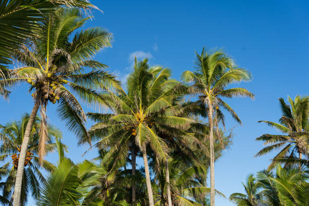 istock Coconut palm trees on a sunny day on a tropical Pacific Island 1943350930