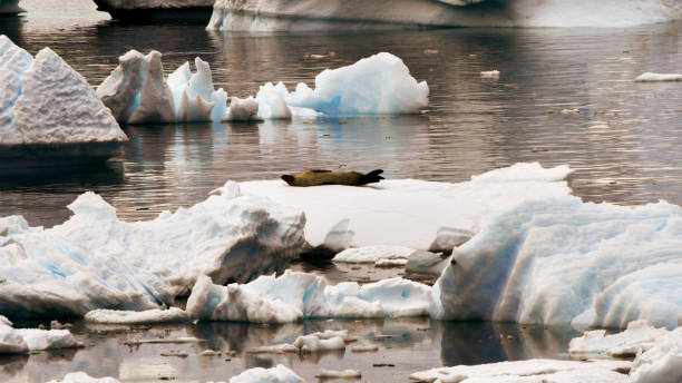 Antarctic Iceberg/Weddell Seal
